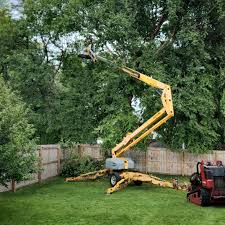Best Organic Lawn Care Solutions  in Johnson City, TN