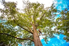 Lawn Maintenance Plans in Johnson City, TN