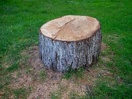 Best Tree Health Inspection  in Johnson City, TN