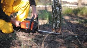 Best Seasonal Cleanup (Spring/Fall)  in Johnson City, TN