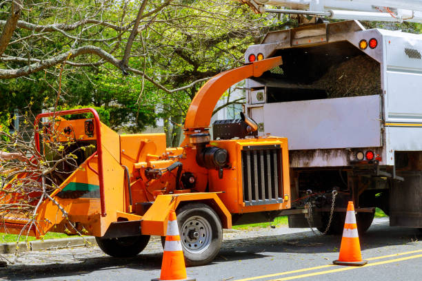  Johnson City, TN Tree Removal Pros