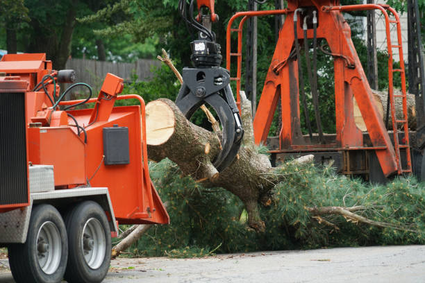 Best Emergency Tree Removal  in Johnson City, TN