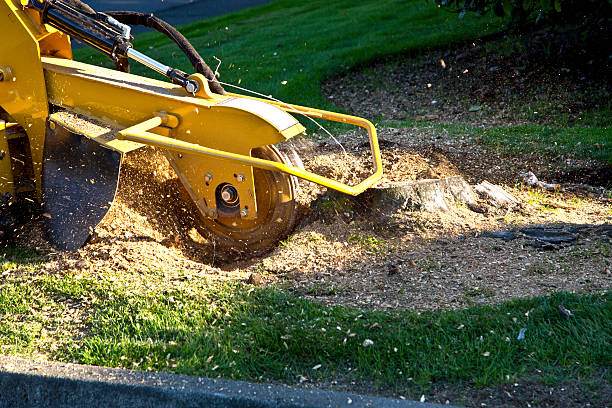 Best Lawn Renovation and Restoration  in Johnson City, TN