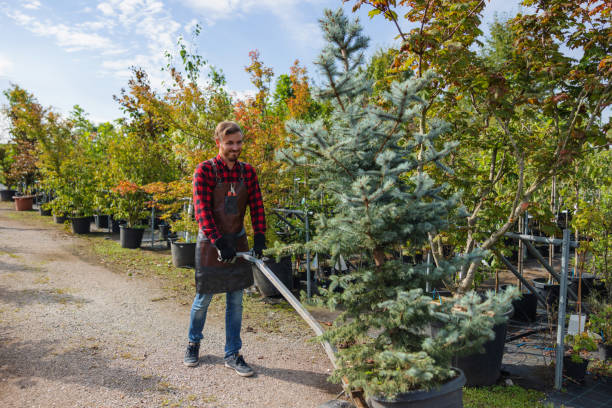 Best Tree Cabling and Bracing  in Johnson City, TN