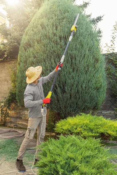 Best Arborist Consultation Services  in Johnson City, TN