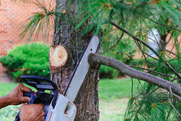 Best Emergency Tree Removal  in Johnson City, TN